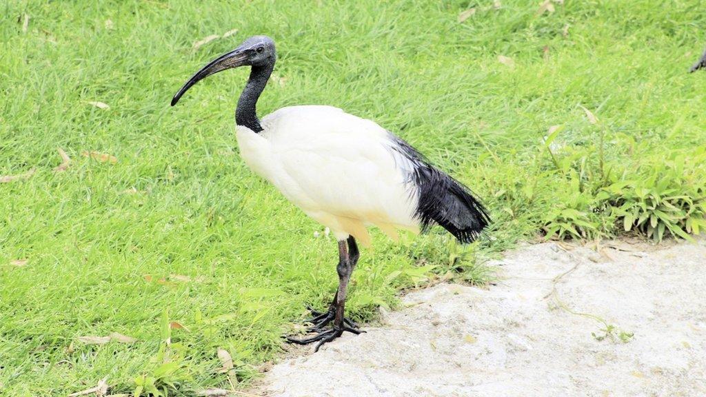 Sacred ibis