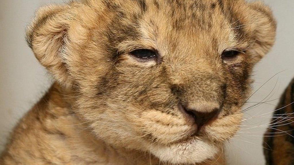 File photo of an Asiatic lion cub