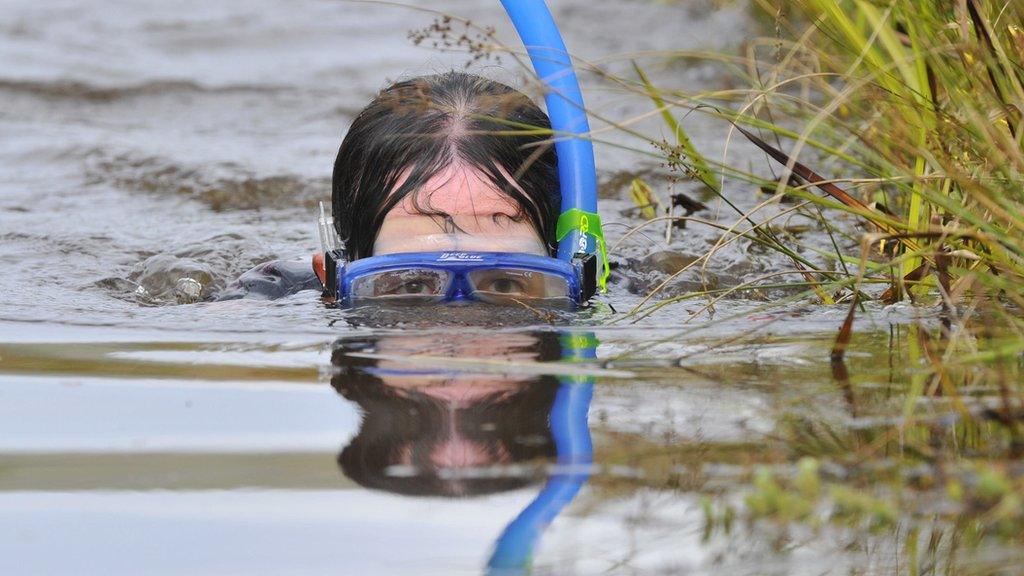 Llanwrtyd Wells bog snorkelling championships 2014 - woman competing