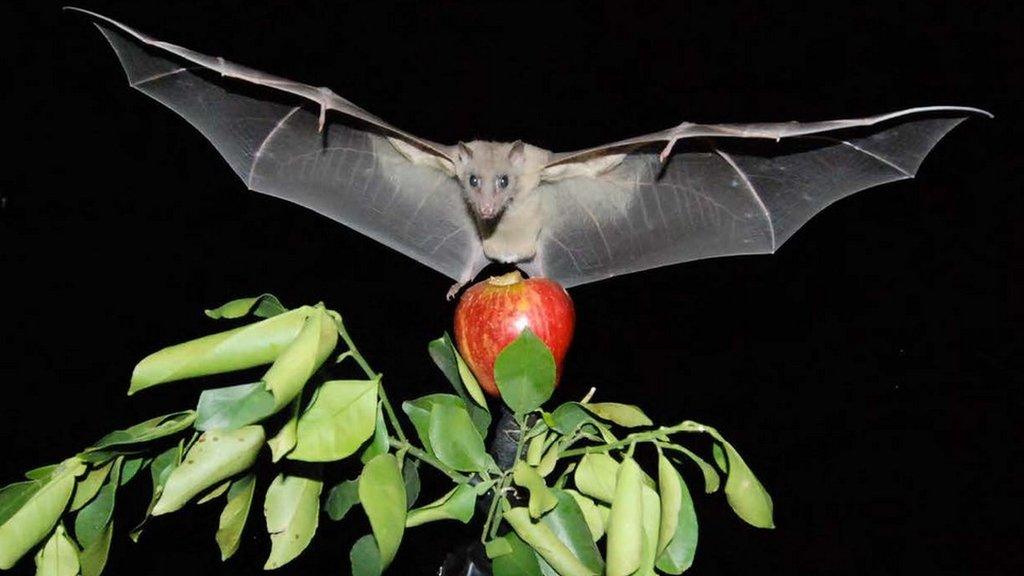 Egyptian fruit bat in flight (c) Yossi Yovel