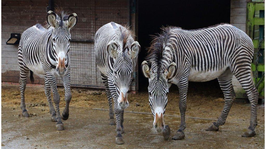 Three zebras from Port Lympne wildlife park