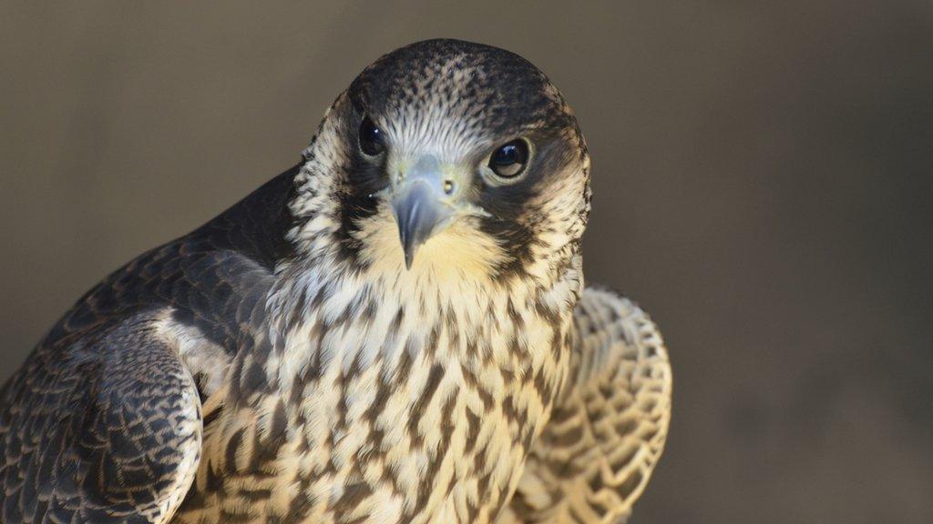 generic peregrine falcon