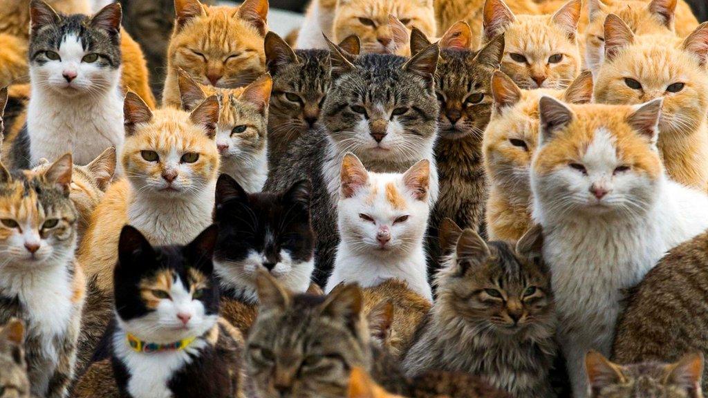 Cats crowd the harbour on Aoshima Island