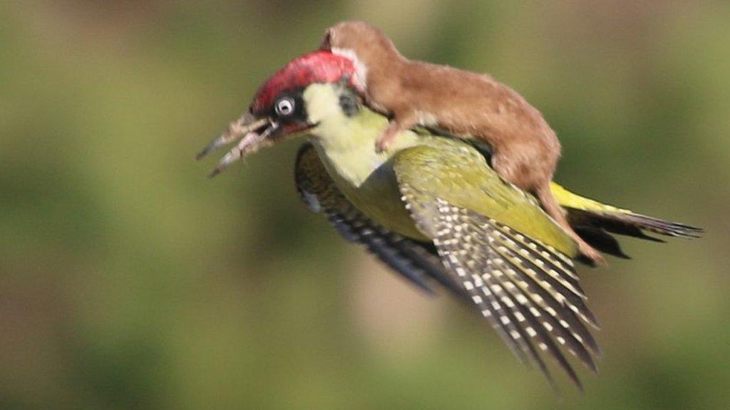 weasel on a woodpecker