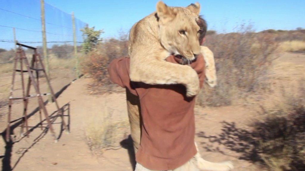 Lion hugging man