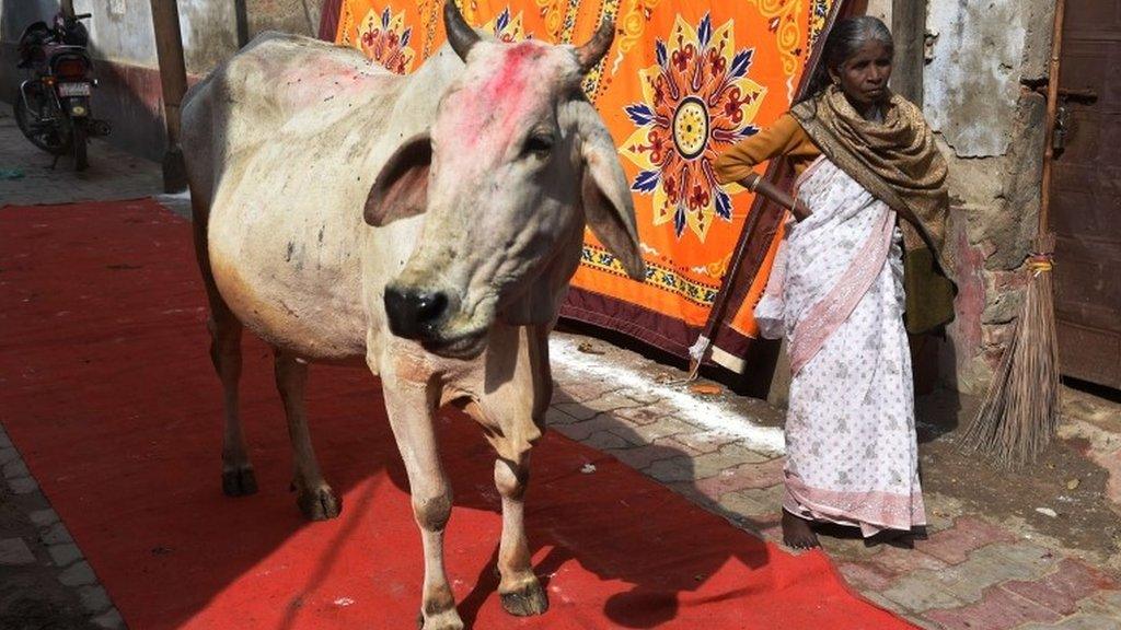 Indian cow