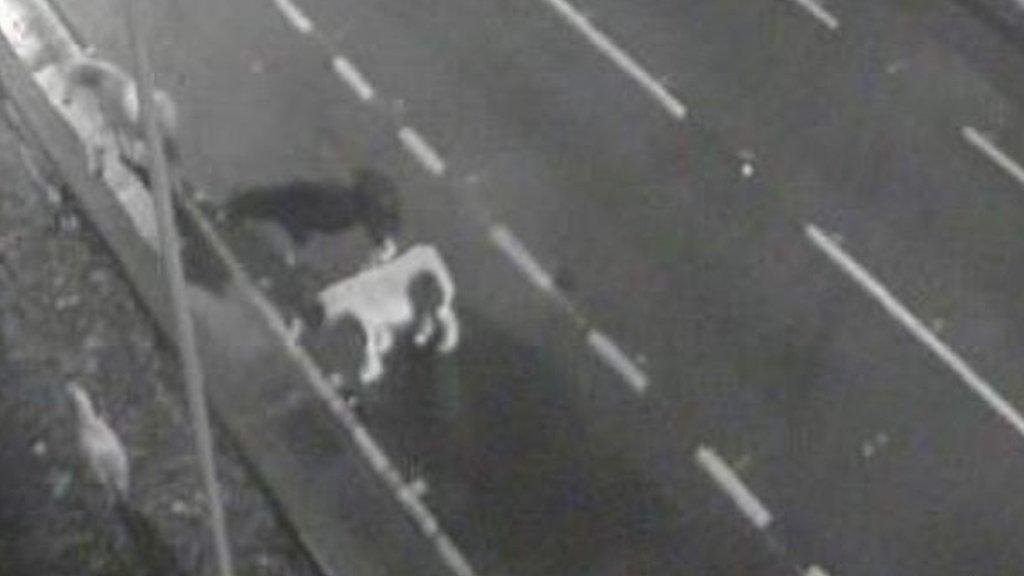 Horses on motorway