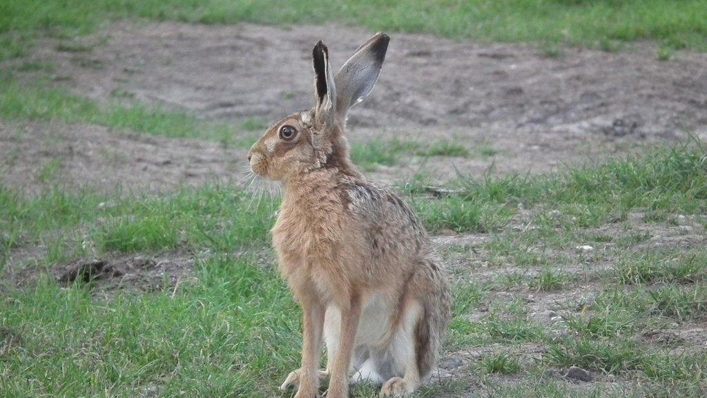 Hare