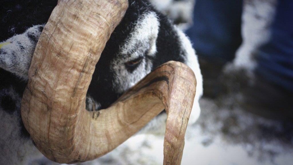 A sheep close up