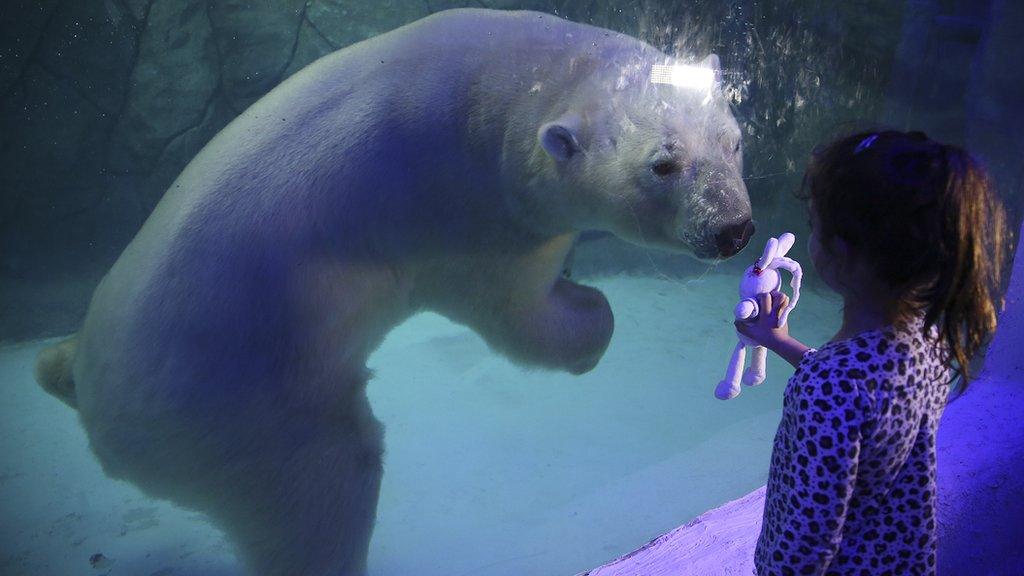 Girl looking at polar bear in zoo