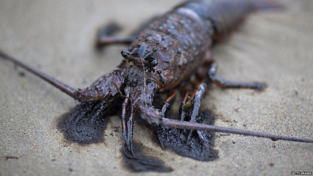 A lobster covered in oil