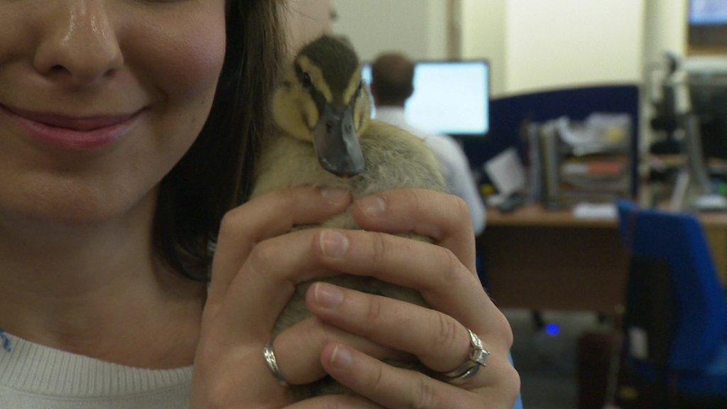 Pancake the duckling