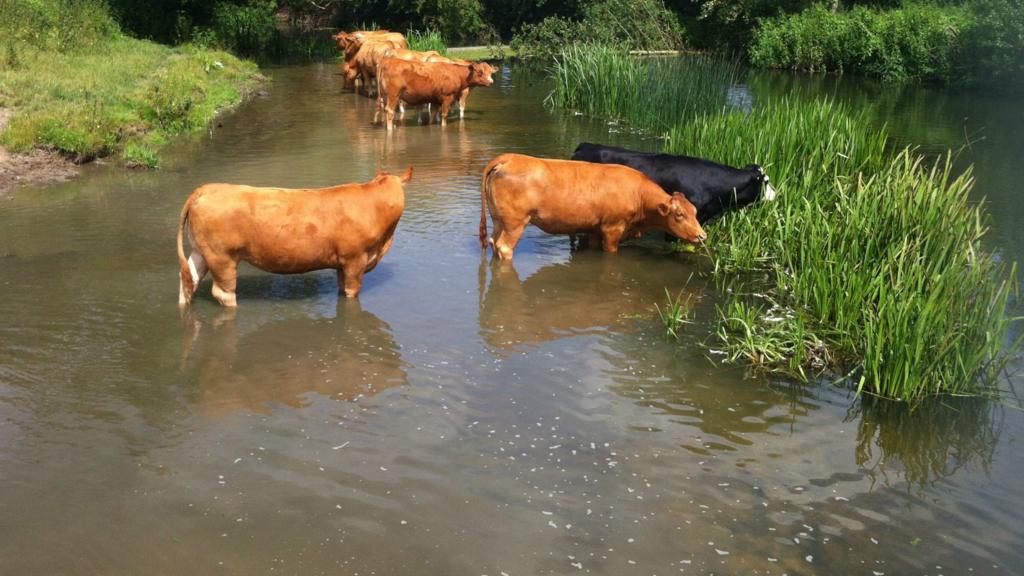 Cows at Sudbury Watermeadows