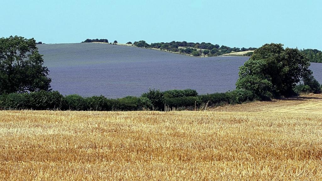 BBC Local Live Beds, Herts & Bucks BBC News