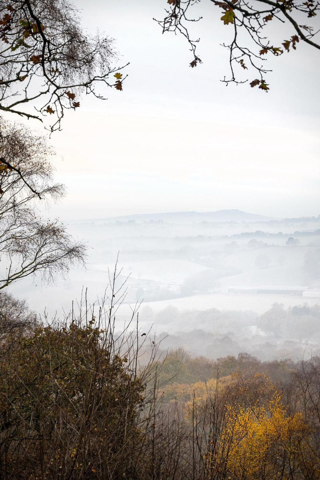 Golden trees in the foreground with mist rolling over fields in the distance, looking towards hills on the horizon