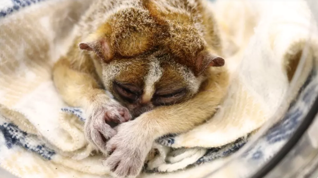 A close-up image of a sedated Ernest, who has beige and brown fur, lying on blankets on his belly with his eyes closed and hands stretched out in front of him