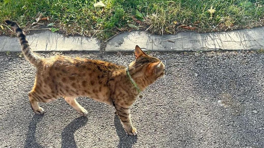 Red and brown cat walking along a road with grass area behind