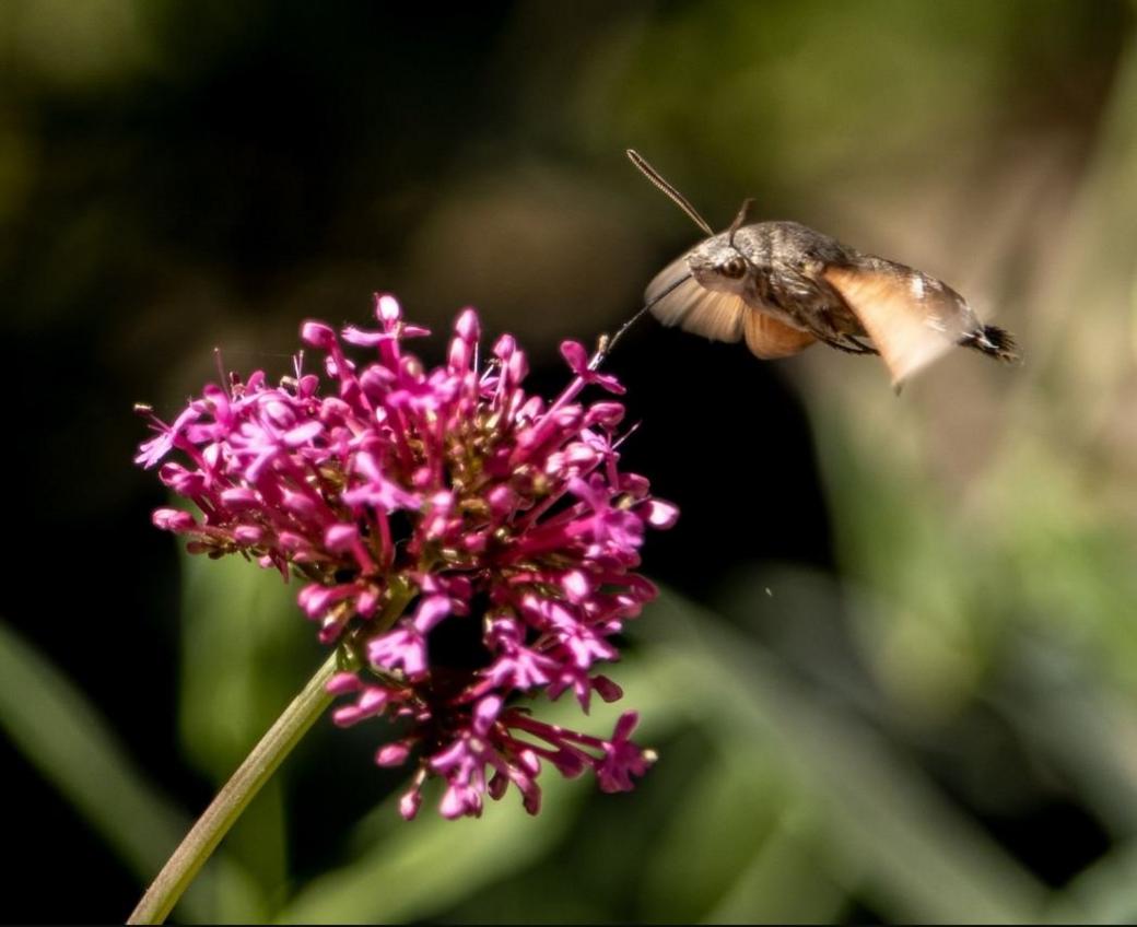 A hummingbird hawk-moth by a pink flower