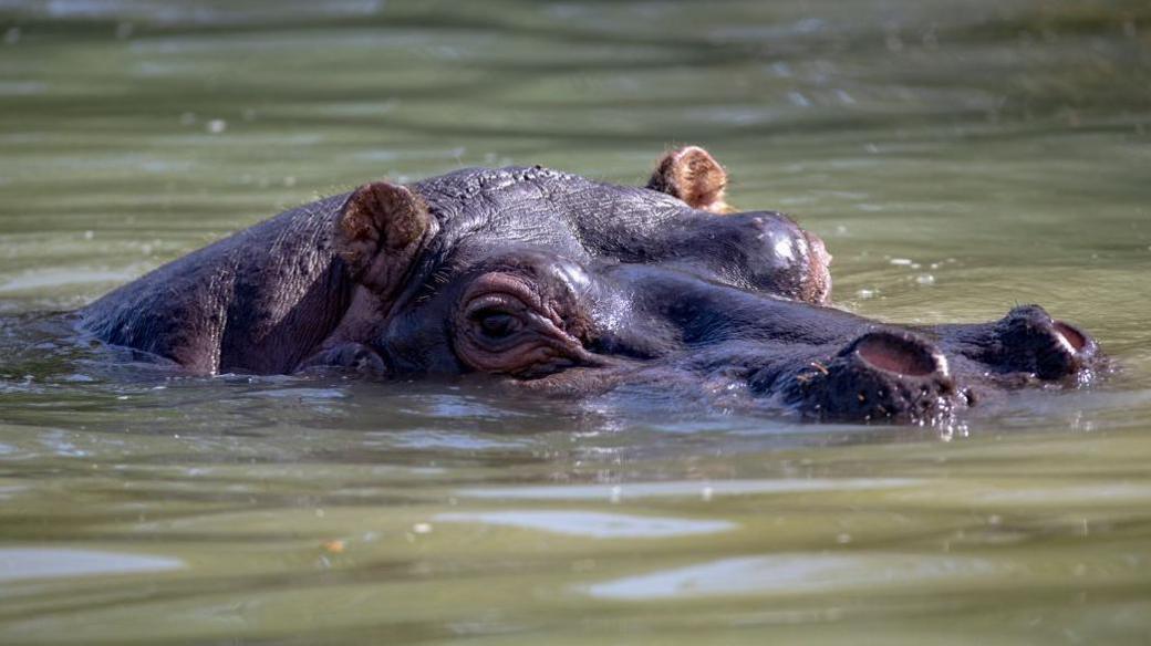 A hippo in the water. The head of the hippo can be seen poking up out of murky water with only the top of its head visible. 