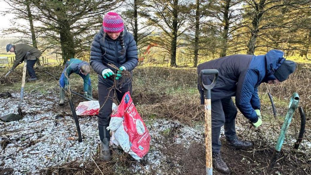 Four people wearing coats, hats and wellie boots are pictured using forks and shovels to dig up the nettle rhizomes in a wooded area. One lady is pictured looking at the nettle that she dug up before placing it in an animal feed bag.