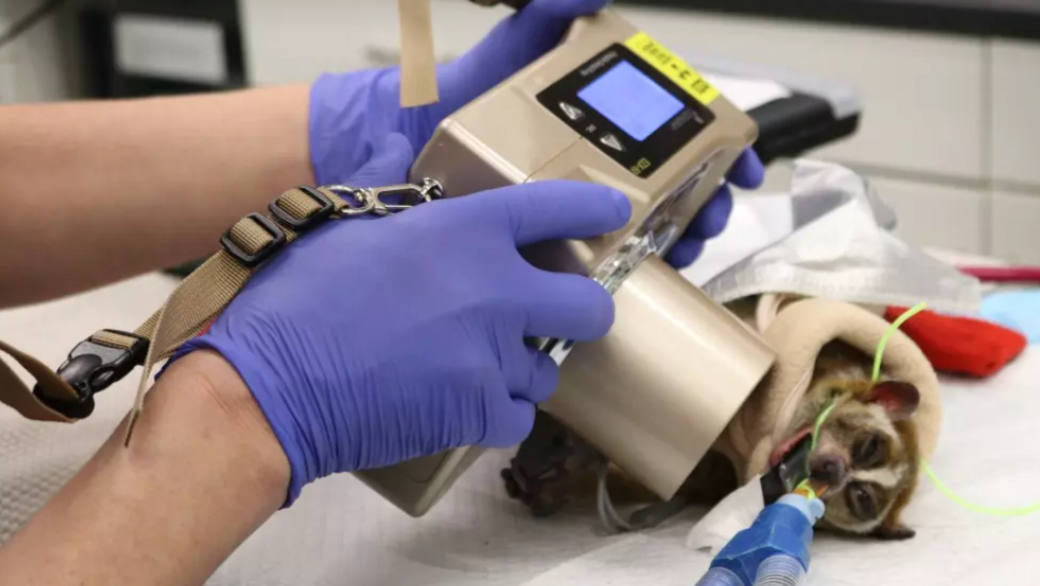 Ernest lying wrapped in blankets while breathing through a tube, with a vet wearing purple gloves and holding a small portable x-ray machine over his head