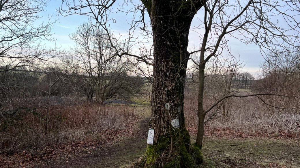 A tree stands in the centre of grassy forest area. It is the largest tree in the picture with the area around it fairly sparse. 