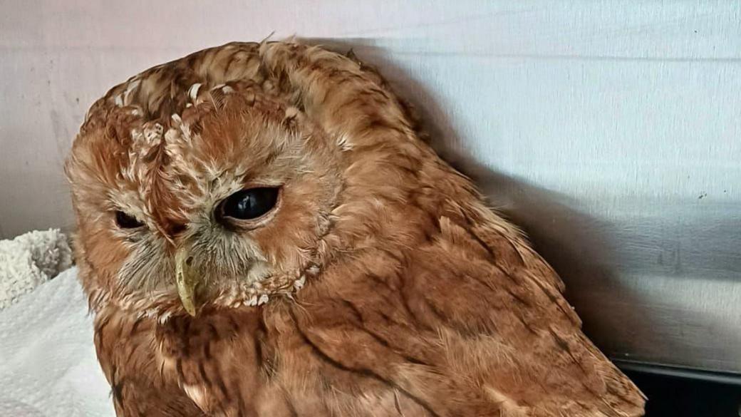 The rescued owl after it had spent some days recovery. It sits on white blankets inside a large pen.