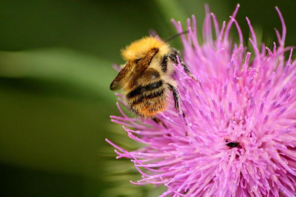 A close-up on a flying insect with a yellow body and black stripes as it sits on a flower with long pink, thin petals.