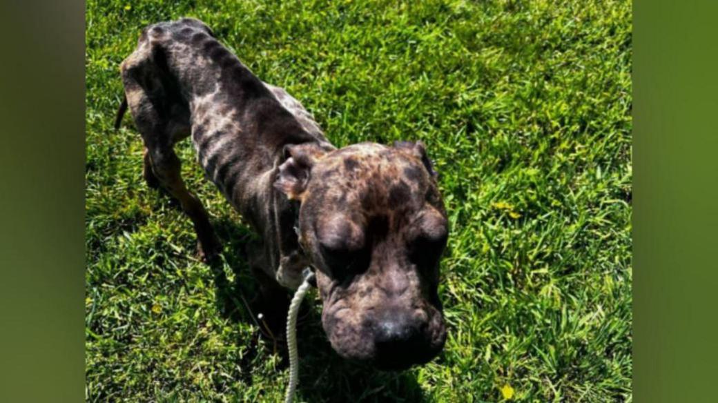 A chocolate coloured bully-type dog stands on grass and its ribs are showing through its coat. It has a collar and a lead. 