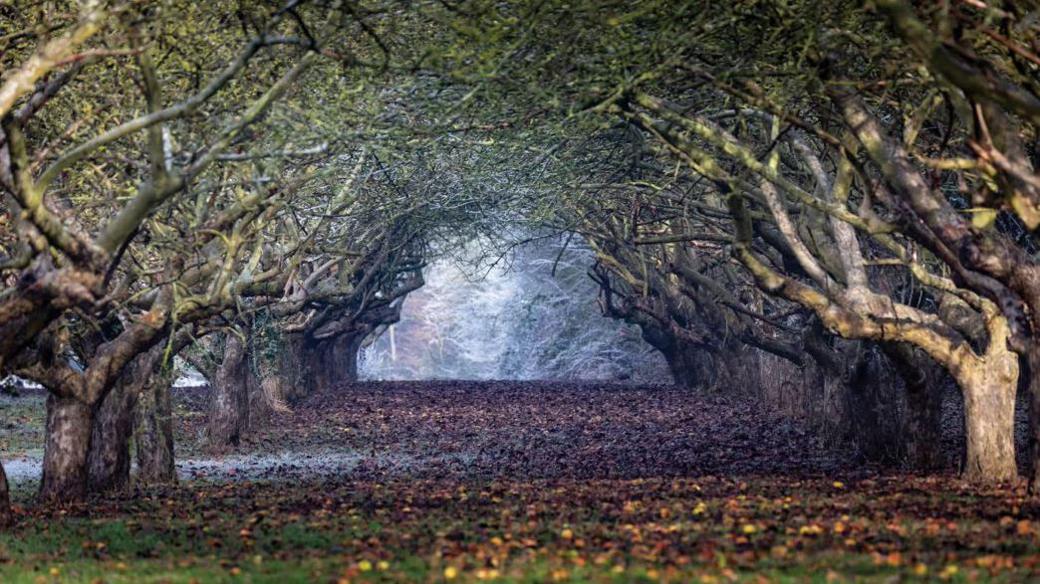 Old trees to the left and right form an avenue. A carpet of autumnal leaves are underneath.