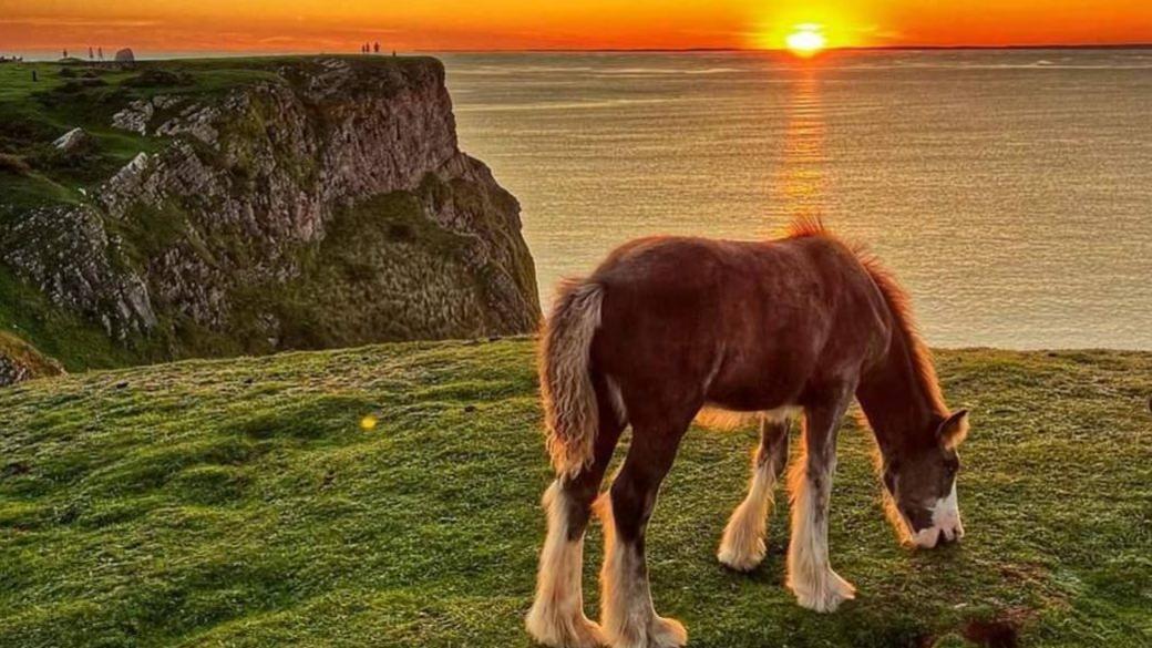 Horse on Rhossili cliffs at sunset