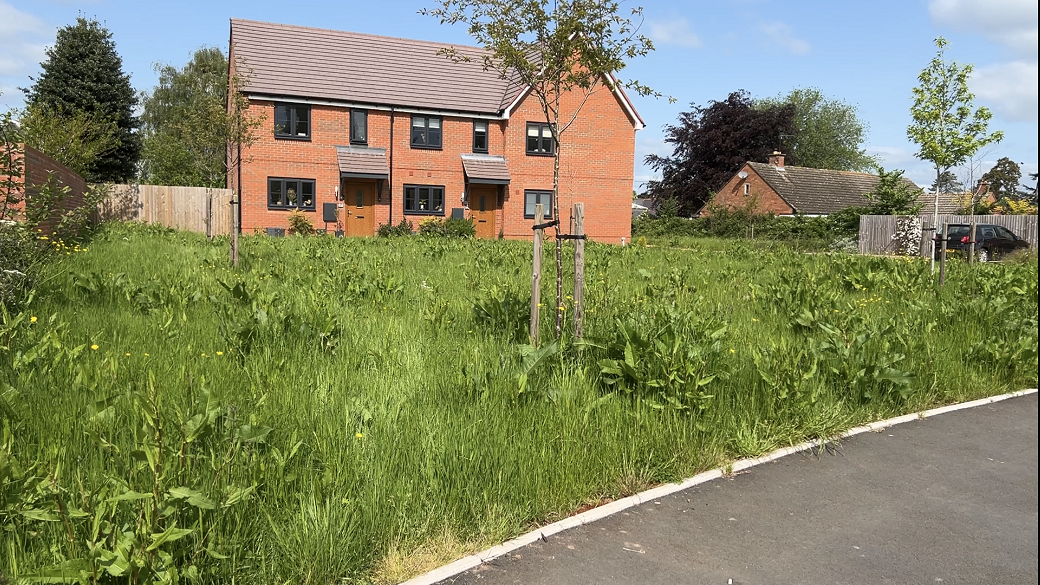 Overgrown green space by house