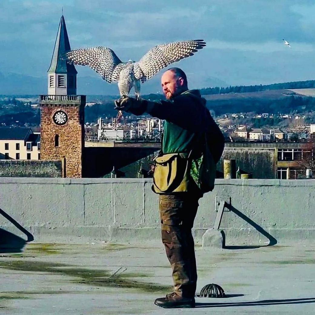 A falconer is holding out his arm as a mottled black and white gyrfalcon sits on his glove looking out across the Inverness skyline. 