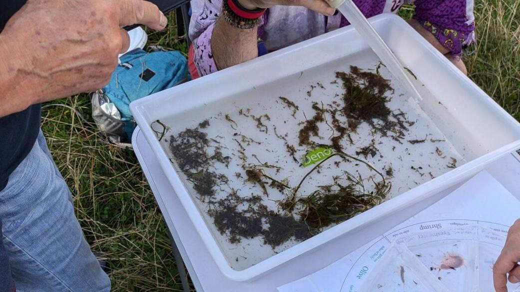 Volunteers stand around a white camping table studying a white tray containing water and bits of vegetation, soil and insects from the river. A circular identification chart lays alongside the tray. Just the legs and hands of the people can be seen in the image as they point to items in the tray and on the chart.