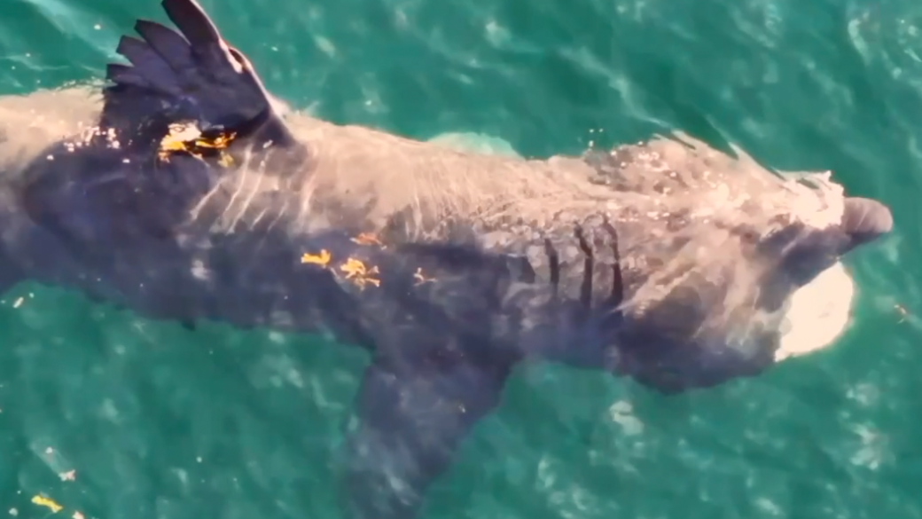 A aerial shot of a large basking shark through green waters on a sunny day. Its fin is above the water.