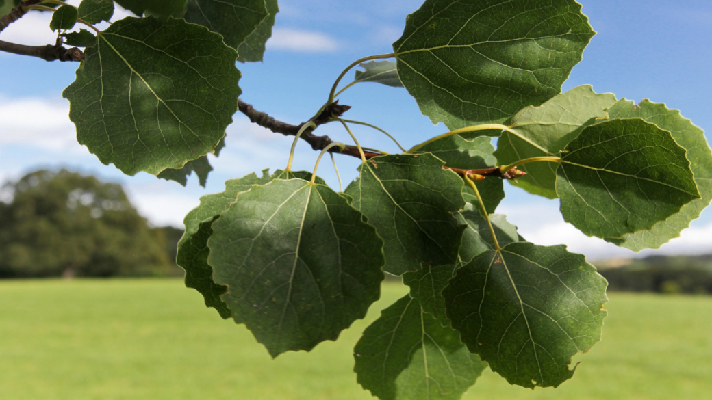 The leaves of an aspen tree