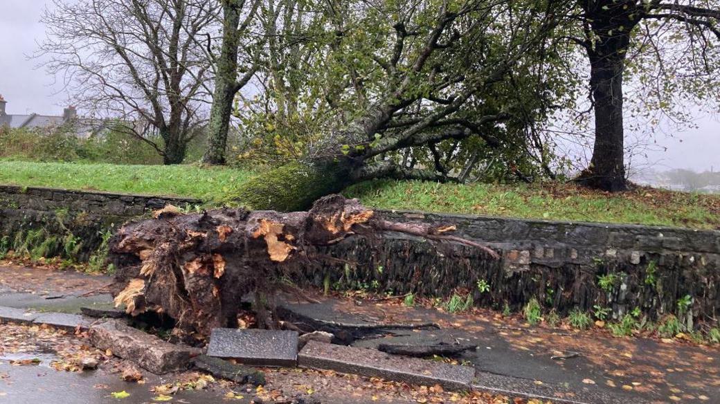 Fallen tree that has ripped up paving stones on the nearby path and is now resting on a nearby bank.