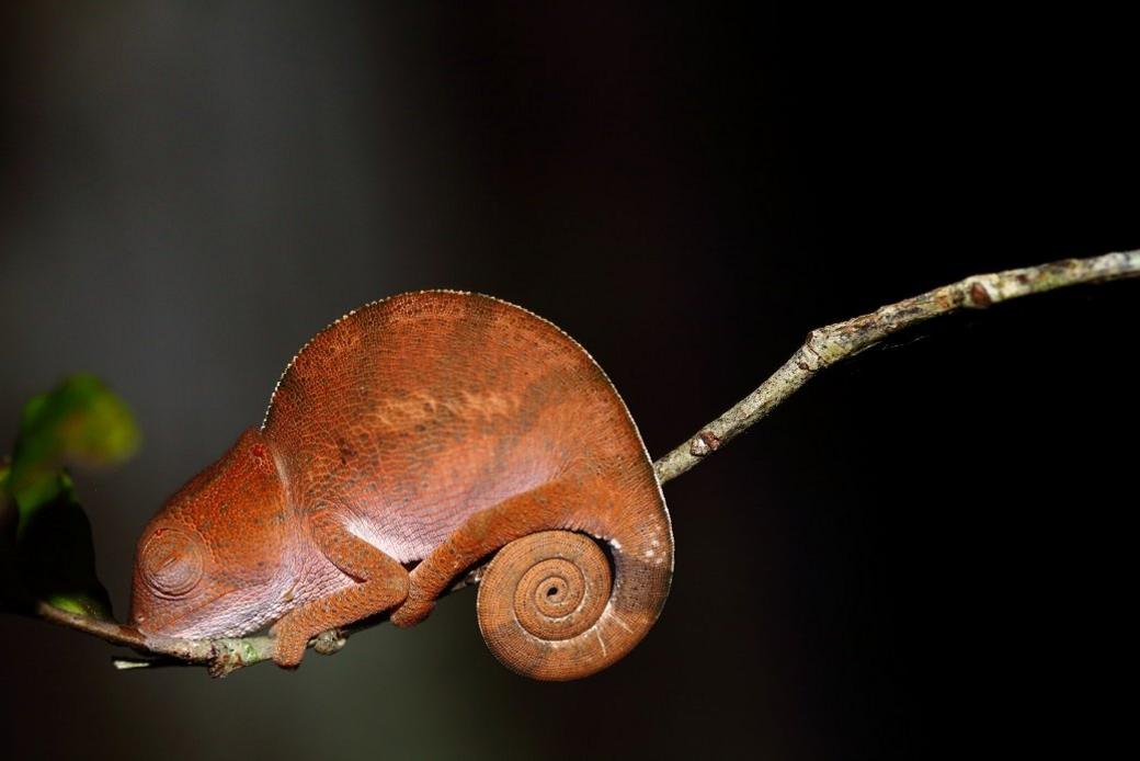 chameleon.