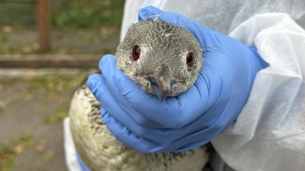 A red-throated diver being held to face the camera with his red eyes clearly on display