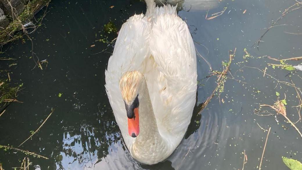 A white swan sitting on water in a dyke.