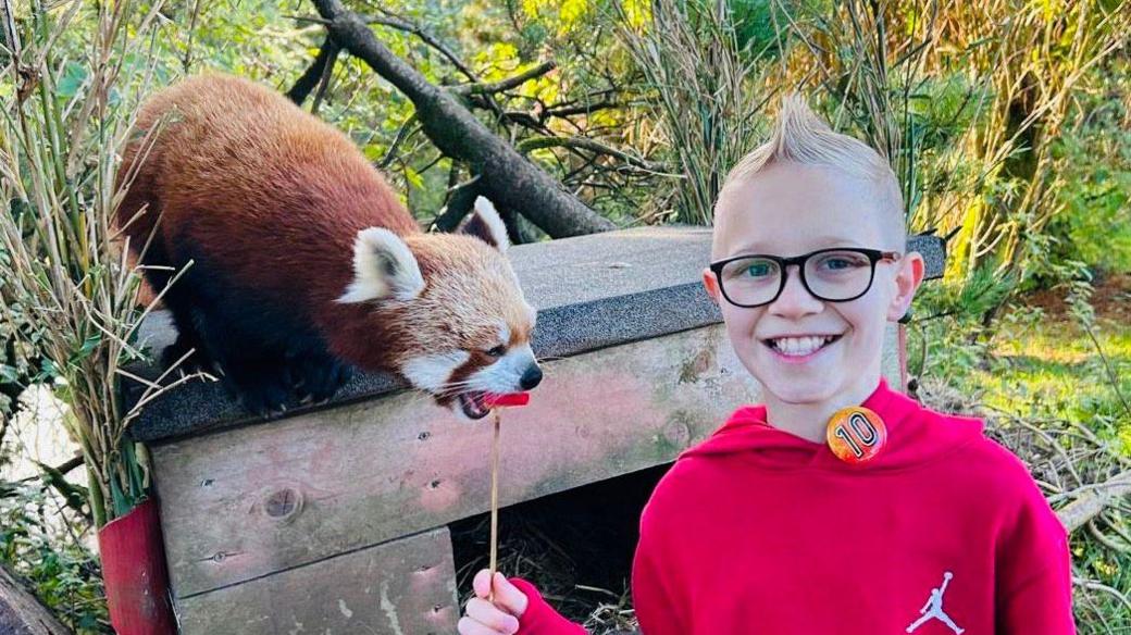 Oscar is smiling and feeding a red panda at a zoo. He is wearing a badge which reads: "10".