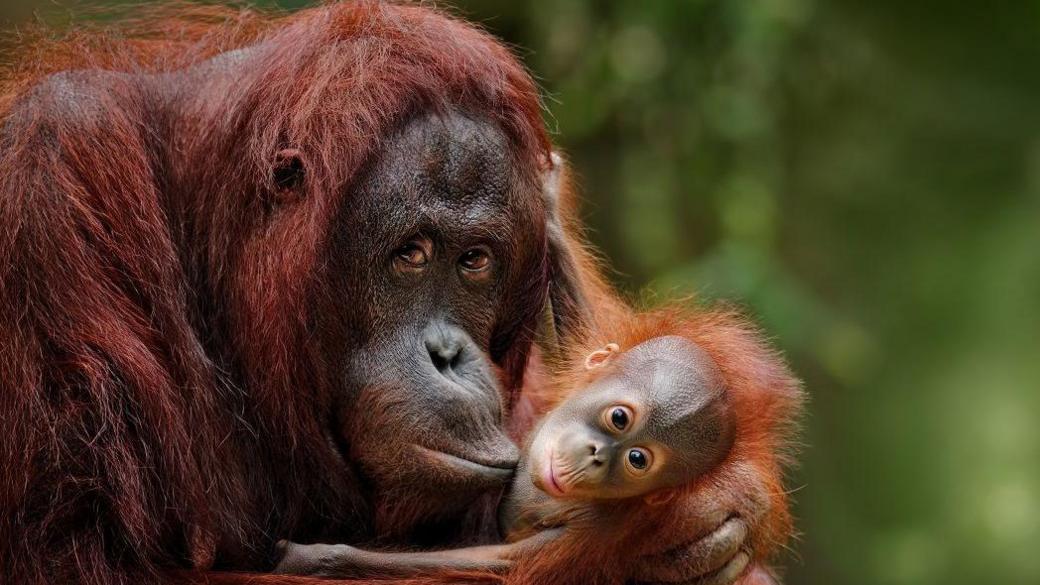 Mother orangutan her baby. 