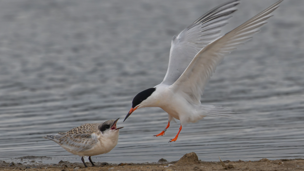 A roseate tern, a white seabird with a navy head, orange beak and feet feeding a grey fluffy chick with the dark sea in the background.