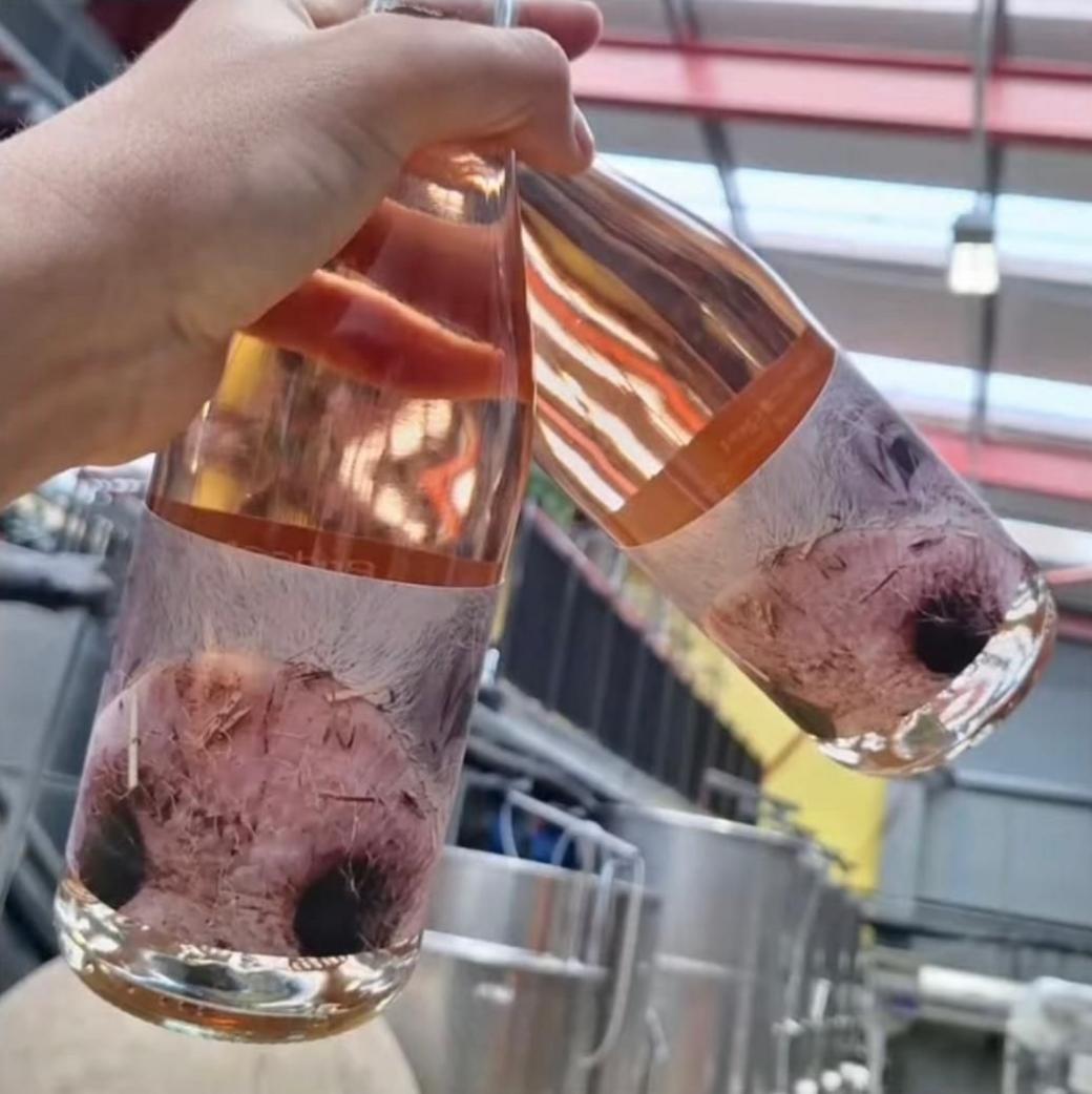 Close up of two bottles of wine which have a pig snout on them