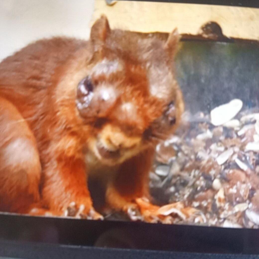 The infected red squirrel spotted at Wooler Common. The areas around its eyes are heavily blistered.