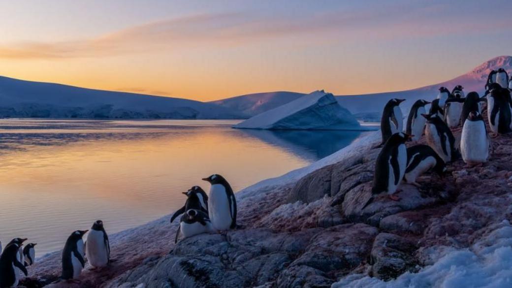 A colony of penguins on snowy landscape in Antarctica, with the sun setting in the distance.