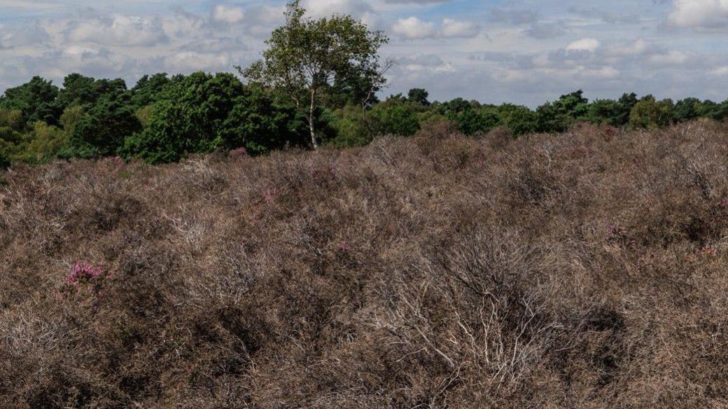 Drought-affected heather plants are dry and brown with few blooms showing