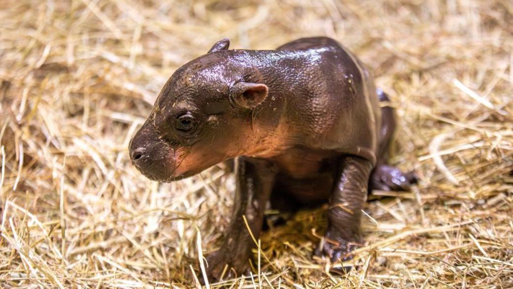 Endangered pygmy hippo calf sitting on straw while in its enclosure at Edinburgh Zoo.