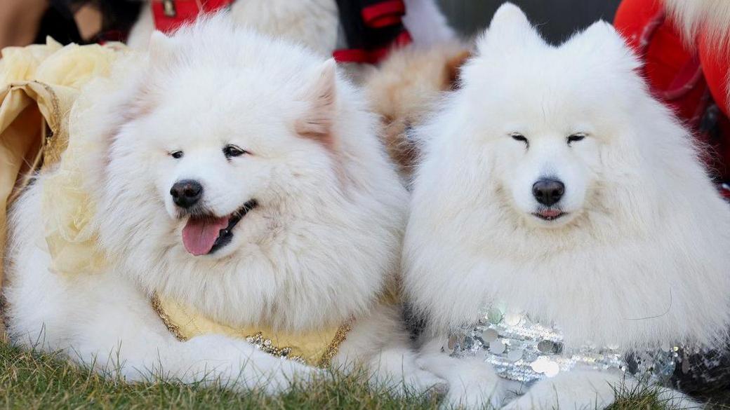 Samoyed Chow Chow are seen upon arrival on the first day of Crufts dog show. The dogs have long white fur and lie on the ground. One dog has its mouth open, panting.