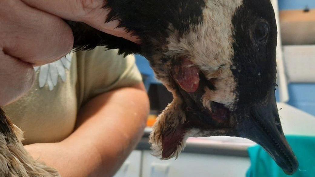 A Canada goose with an injury to its head, caused by a ball bearing fired from a catapult.